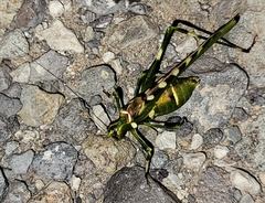 Insara covilleae