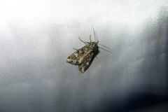 Mamestra configurata