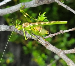 Insara covilleae