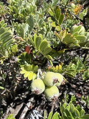 Osteomeles anthyllidifolia