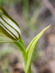 Pterostylis recurva