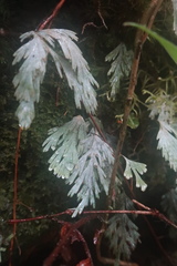 Hymenophyllum pallidum