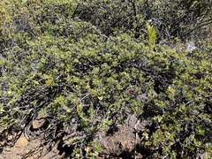 Osteomeles anthyllidifolia