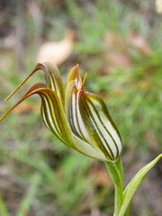 Pterostylis recurva