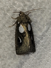 Plagiomimicus olvello