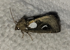 Plagiomimicus olvello