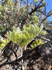 Osteomeles anthyllidifolia