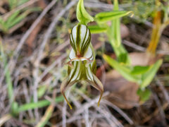 Pterostylis recurva