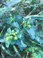 Euphorbia oblongata