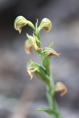 Pterostylis vittata