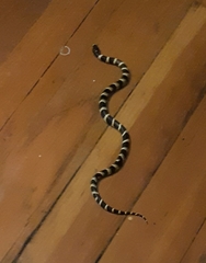 Lampropeltis californiae