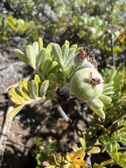 Osteomeles anthyllidifolia