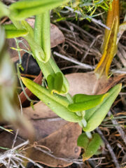 Pterostylis recurva