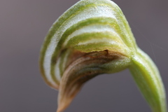 Pterostylis vittata