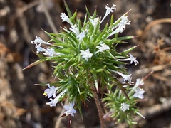 Navarretia
