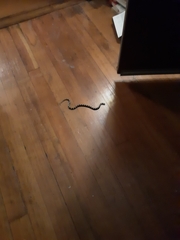 Lampropeltis californiae