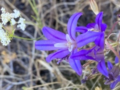 Brodiaea
