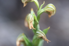 Pterostylis vittata