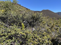 Osteomeles anthyllidifolia