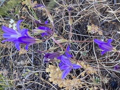 Brodiaea