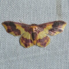 Lophosis labeculata