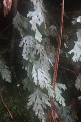 Hymenophyllum pallidum