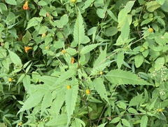 Bidens frondosa