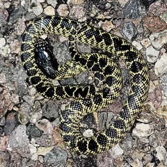 Lampropeltis splendida