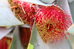 Eucalyptus macrocarpa