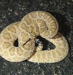 Crotalus viridis