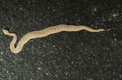 Crotalus viridis