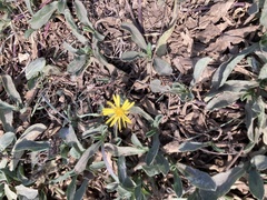 Grindelia stricta