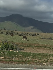 Equus asinus × caballus