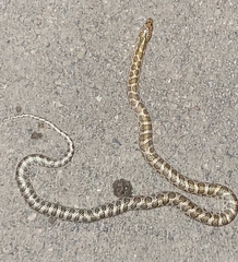 Arizona elegans philipi