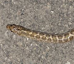Arizona elegans philipi
