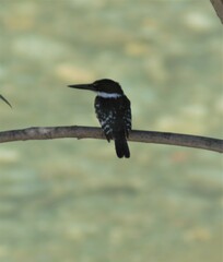 Chloroceryle americana