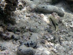 Canthigaster bennetti