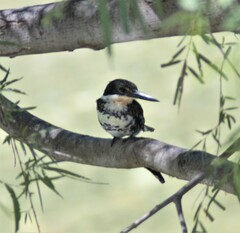 Chloroceryle americana