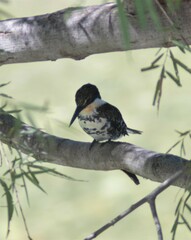 Chloroceryle americana