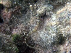 Corythoichthys conspicillatus