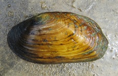 Lasmigona costata