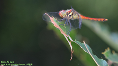 Sympetrum darwinianum