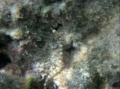 Corythoichthys conspicillatus