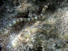 Corythoichthys conspicillatus