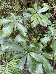 Schefflera digitata