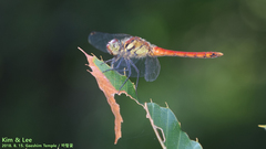 Sympetrum darwinianum