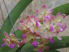 Rhynchostylis
