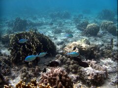 Chromis
