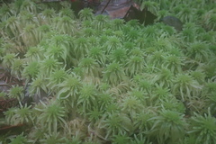Sphagnum cuspidatulum
