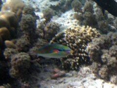 Stethojulis bandanensis